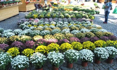 Brăila, capitala florilor de toamnă featured image