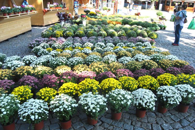 Brăila, capitala florilor de toamnă featured image