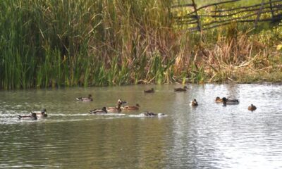 EuroBirdwatch 2025 și la Brăila featured image