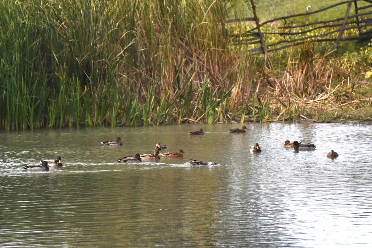 EuroBirdwatch 2025 și la Brăila featured image