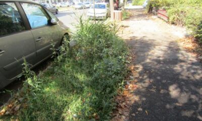 Tineretului, o stradă plină de bălării featured image