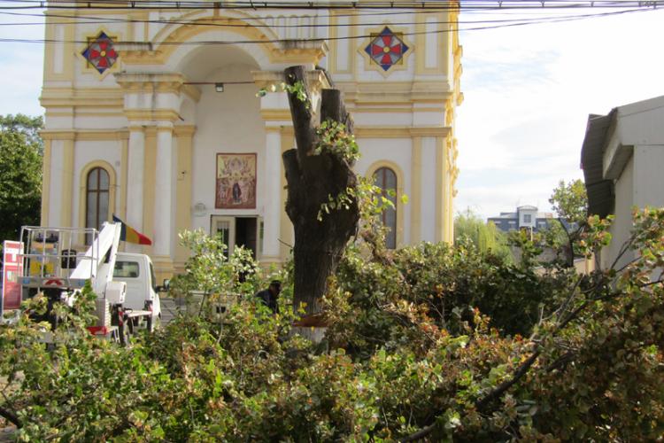 Arbori periculoși, puși la pământ featured image