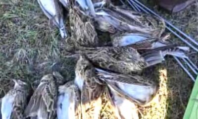 Braconaj cinegetic. Au fost verificați 12 vânători și au fost aplicate mai multe sancțiuni featured image