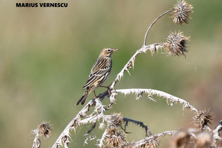 Păsări din România (XLII) featured image