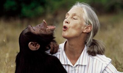 In Memoriam Jane Godall! O mare iubitoare de natură featured image
