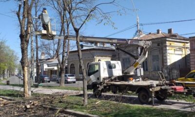 Echipele „Seroplant” lucrează la pregătirea spațiilor verzi pentru iarnă featured image