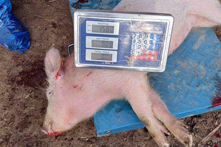 Focar pe Pestă Porcină Africană la Vișani featured image