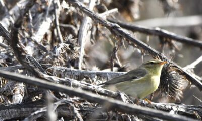Păsările au nevoie iarna de noi! featured image