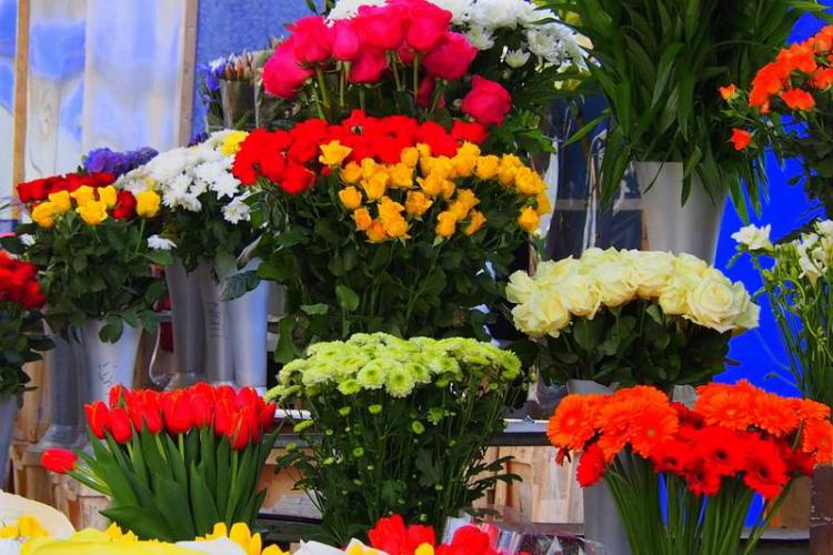 Flori aduse din Olanda, comercializate ilegal în Brăila featured image