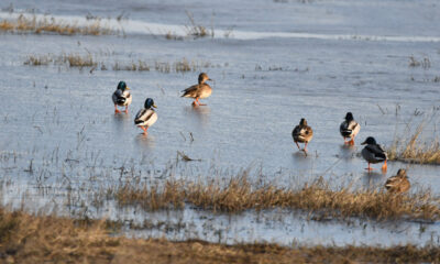 pasari-rate-lac-inghetat
