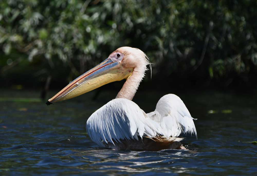Sunt vulnerabile sau nu păsările de apă care iernează în UE?